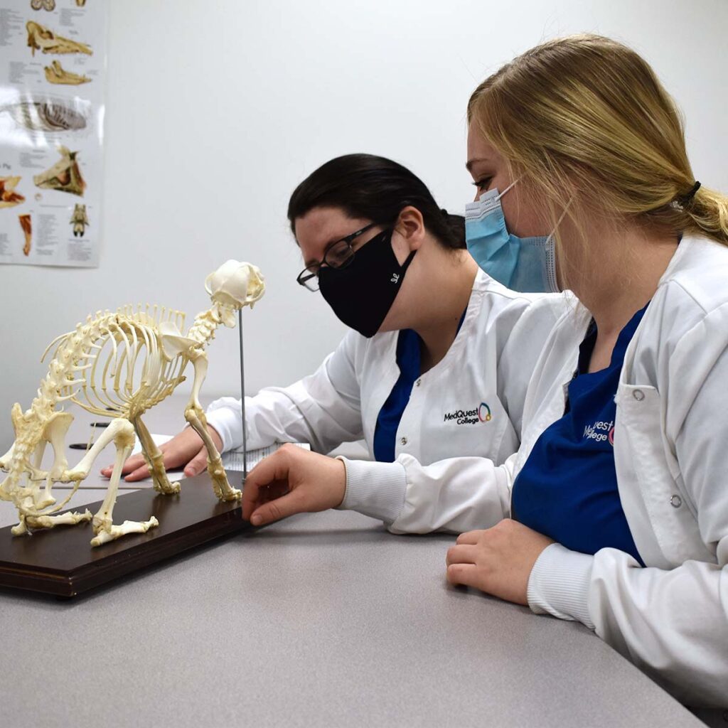 MedQuest Veterinary Technology students viewing small animal bone structure