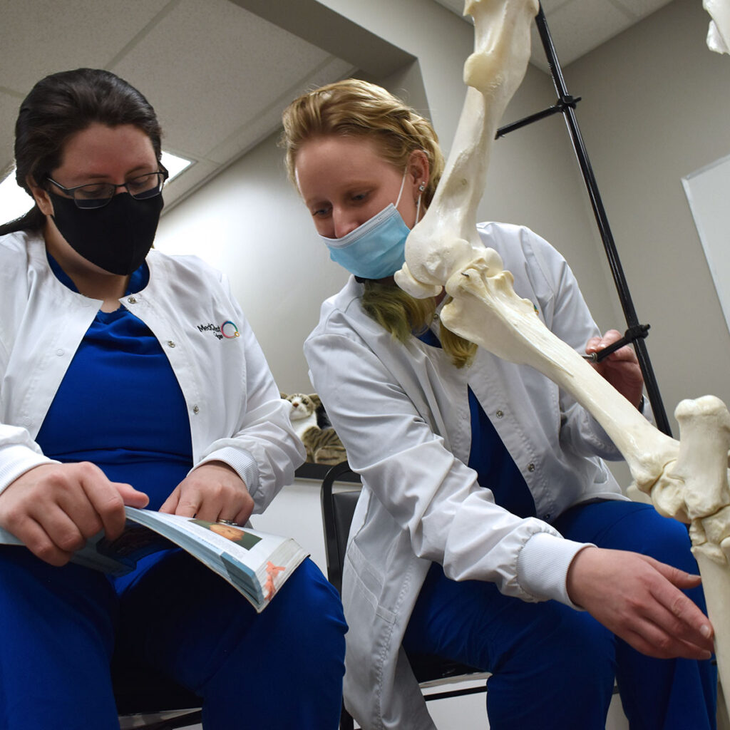 MedQuest Veterinary Technology students studying bones