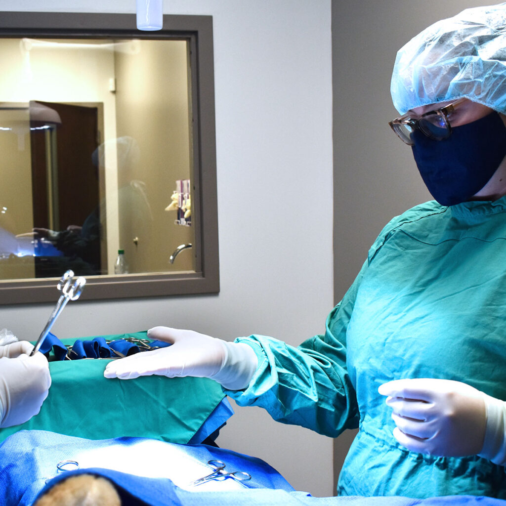 MedQuest Veterinary Technology student simulating operating room procedure