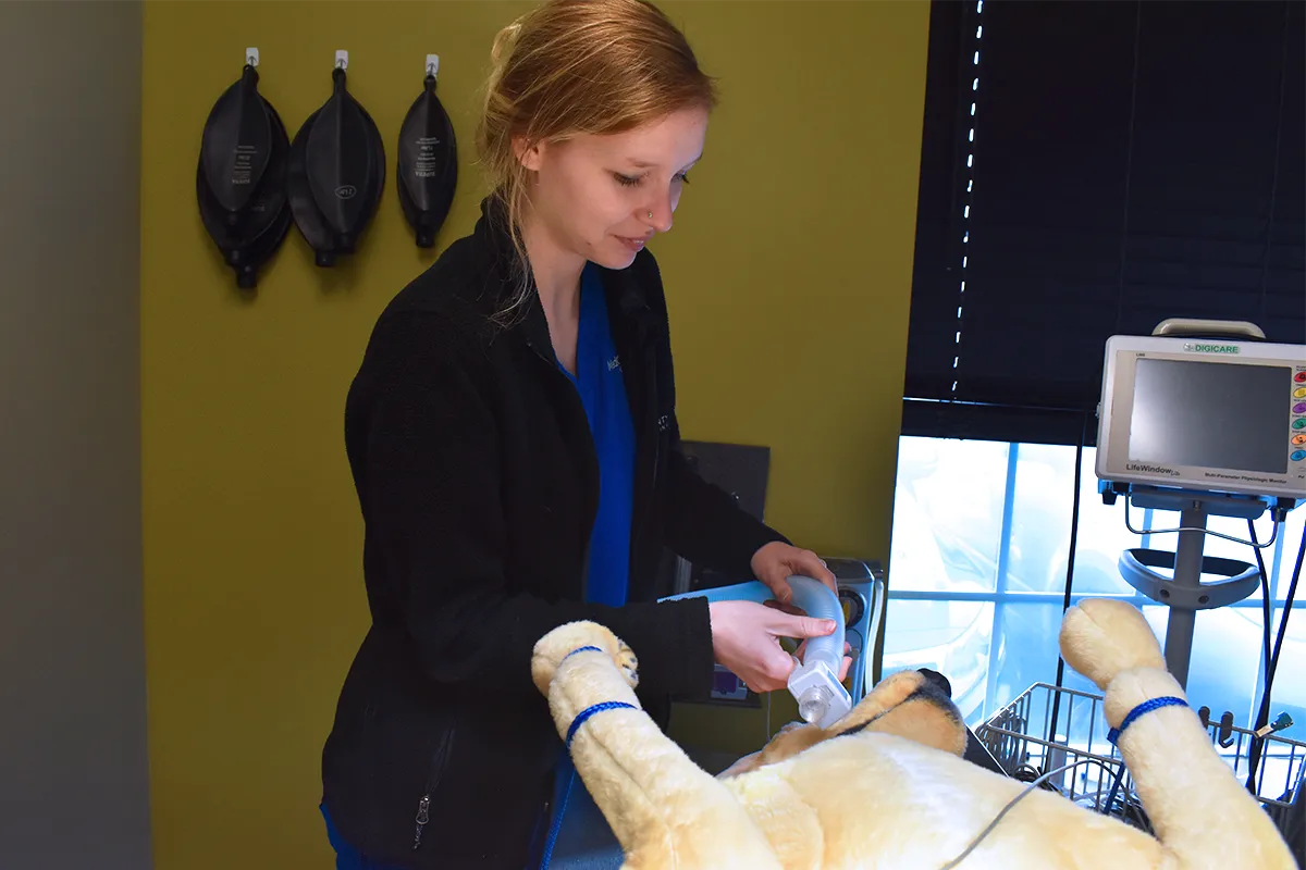 veterinary technician student working in surgery room
