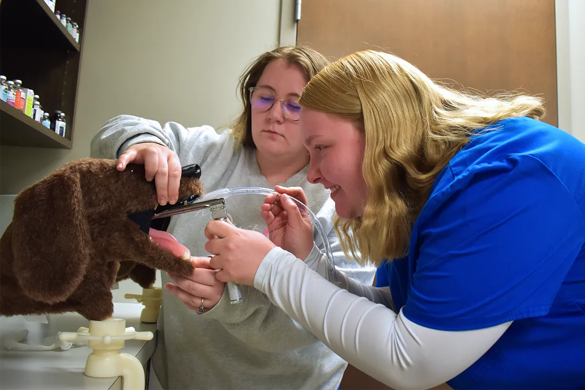 two veterinary technician students working together